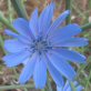 Cichorium intybus